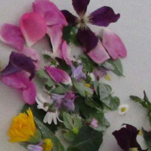 Bandeau peintures végétales.jpg