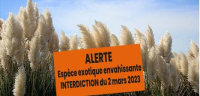 Herbe de la pampa
